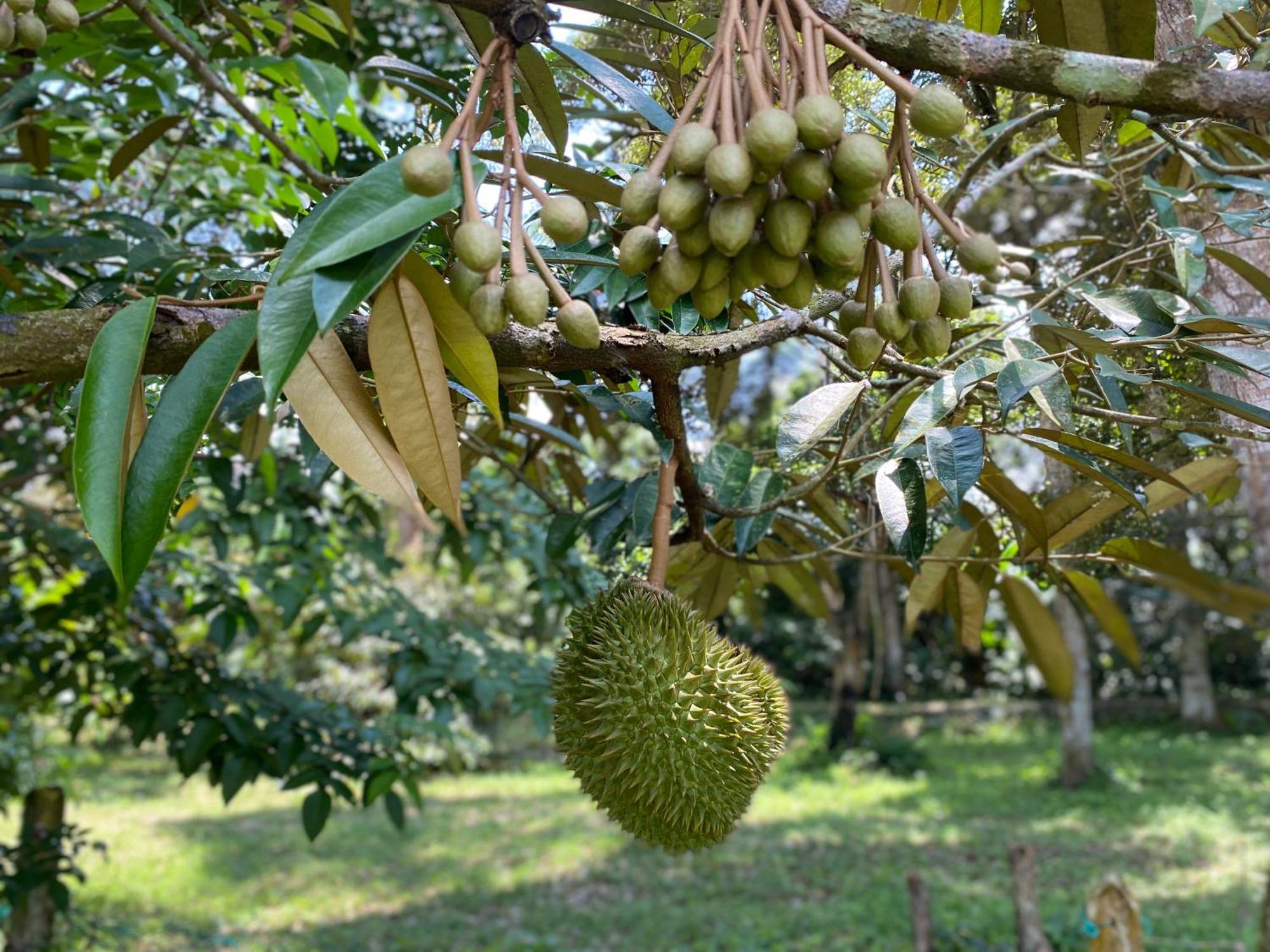Kebun Puisi Villa Kajang Ngoại thất bức ảnh